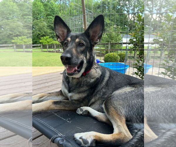 Medium Photo #9 German Shepherd Dog Puppy For Sale in New Hill, NC, USA