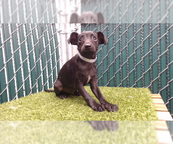 Medium Photo #1 - Mix Puppy For Sale in Downey, CA, USA