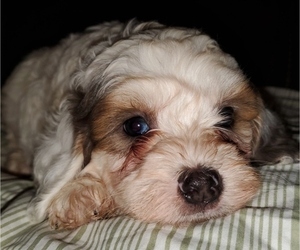 Bernedoodle (Miniature) Puppy for Sale in LEETONIA, Ohio USA