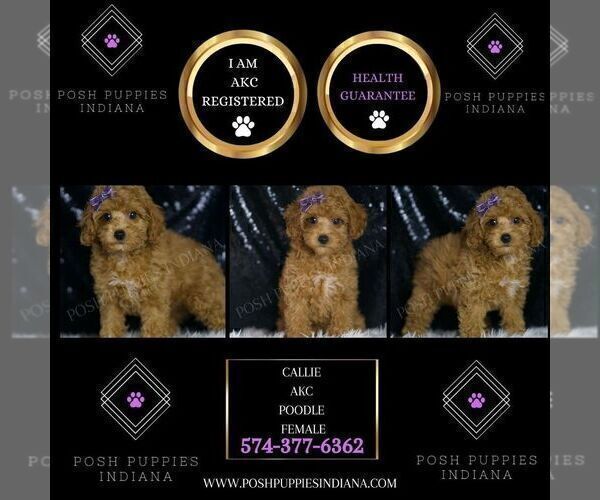 Medium Photo #2 Poodle (Miniature) Puppy For Sale in WARSAW, IN, USA