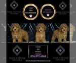 Small Photo #74 Poodle (Miniature) Puppy For Sale in WARSAW, IN, USA