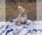 Small #4 French Bulldog