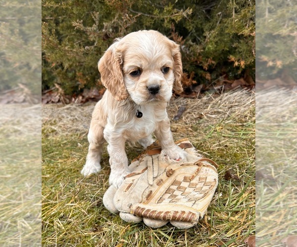 Medium Photo #3 Cocker Spaniel Puppy For Sale in MIDDLEBURY, IN, USA