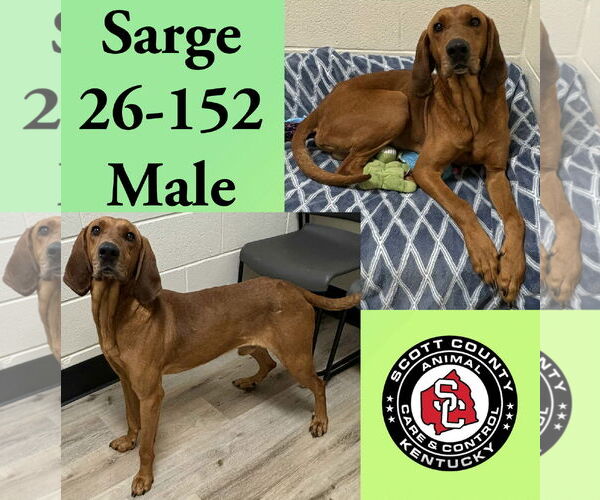 Medium Photo #1 Coonhound-Unknown Mix Puppy For Sale in Georgetown, KY, USA