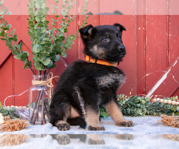 Medium Photo #3 German Shepherd Dog Puppy For Sale in GREENWICH, OH, USA