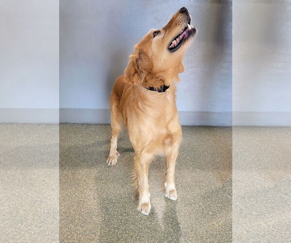 Medium Photo #2 Golden Retriever Puppy For Sale in Glendale , AZ, USA