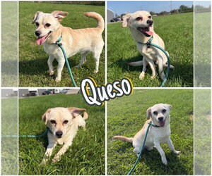 Chihuahua-Unknown Mix Dogs for adoption in Pierceton , IN, USA