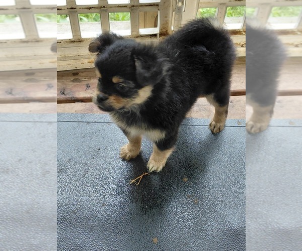 Medium Photo #4 Yoranian Puppy For Sale in MORROW, OH, USA
