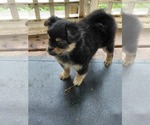 Small Photo #21 Yoranian Puppy For Sale in MORROW, OH, USA