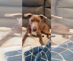 Small #4 Retriever  Mix