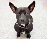 Small #1 Labrador Retriever Mix