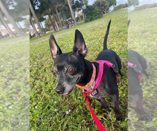 Medium Photo #11 Chiweenie Puppy For Sale in Plantation, FL, USA