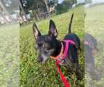 Small #10 Chiweenie