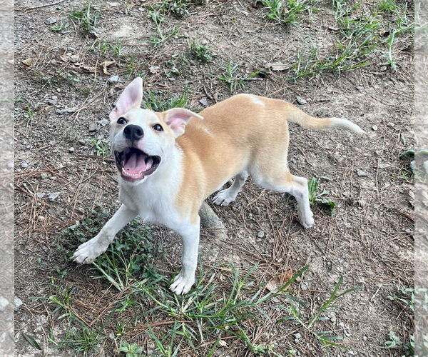 Medium Photo #7 American Pit Bull Terrier-Unknown Mix Puppy For Sale in Calhoun, GA, USA