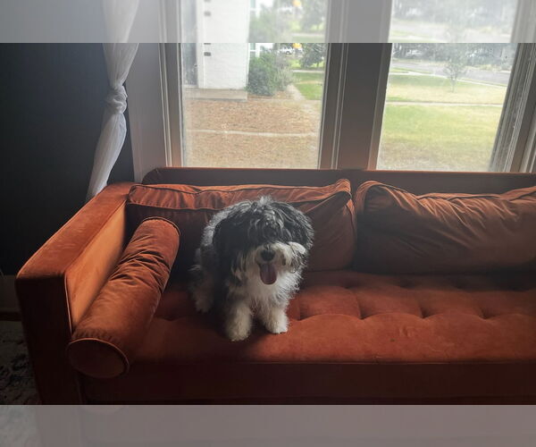 Medium Photo #2 Maltese-Unknown Mix Puppy For Sale in Grafton, WI, USA