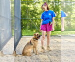 Small #5 Black Mouth Cur Mix