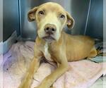 Small #1 Labrador Retriever Mix