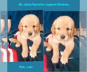 Golden Retriever Litter for sale in SUGAR LAND, TX, USA