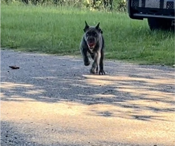 Medium Photo #12 Cane Corso Puppy For Sale in MONTGOMERY, AL, USA