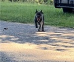 Small #11 Cane Corso