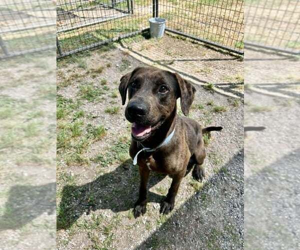 Medium Photo #2 Mutt Puppy For Sale in Abbeville, LA, USA