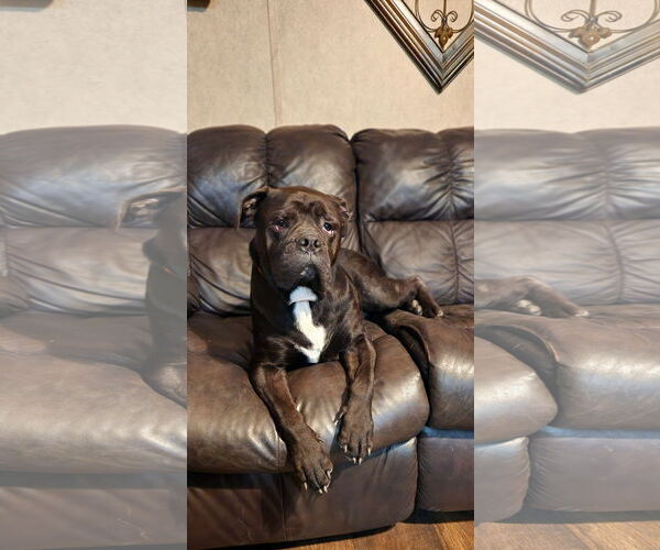 Medium Photo #12 American Bulldog-Unknown Mix Puppy For Sale in Shreveport, LA, USA