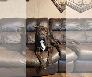 Oscar - Male American Bulldog-Unknown Mix Dog for Adoption - Photo #12
