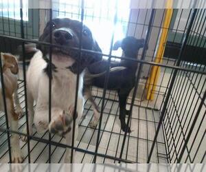 Whippet Dogs for adoption in Oklahoma City, OK, USA