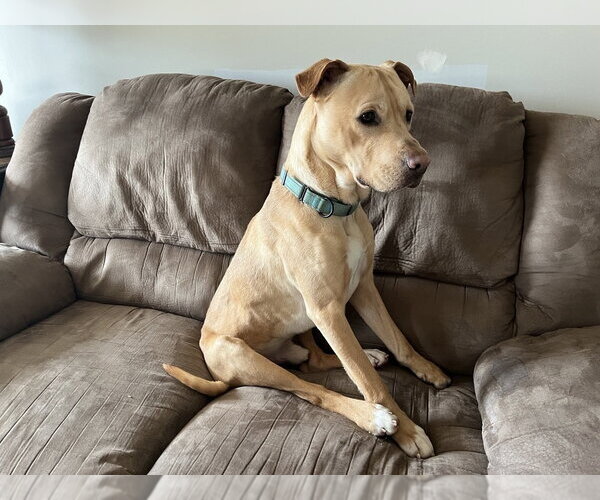 Medium Photo #4 Labrador Retriever-Unknown Mix Puppy For Sale in Evansville, IN, USA