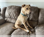 Small #3 Labrador Retriever Mix