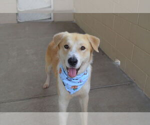 Golden Labrador Dogs for adoption in McKinney, TX, USA