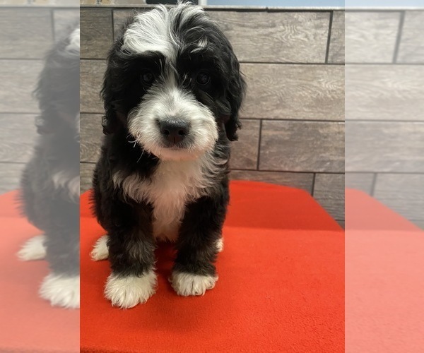 Medium Photo #5 Aussie-Poo-Poodle (Miniature) Mix Puppy For Sale in RICHMOND, IL, USA