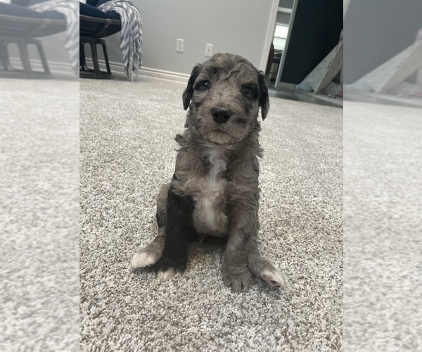 Medium Photo #5 Sheepadoodle Puppy For Sale in NEW BALTIMORE, MI, USA