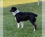 Small #3 Australian Shepherd