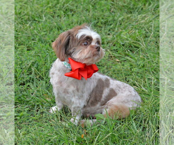 Medium Photo #2 Shih Tzu Puppy For Sale in Gretna, NE, USA