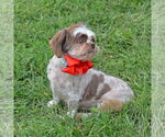 Small #1 Shih Tzu