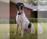Small #4 Great Dane