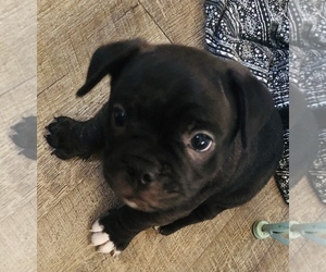 Boston Terrier-Jack Russell Terrier Mix Puppy for sale in BUCKEYE, AZ, USA