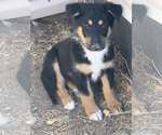 Small #1 Collie-German Shepherd Dog Mix