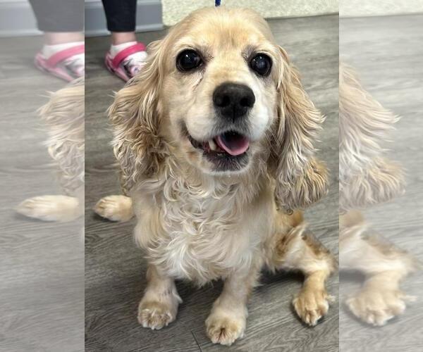 Medium Photo #8 Cocker Spaniel Puppy For Sale in Westminster, MD, USA