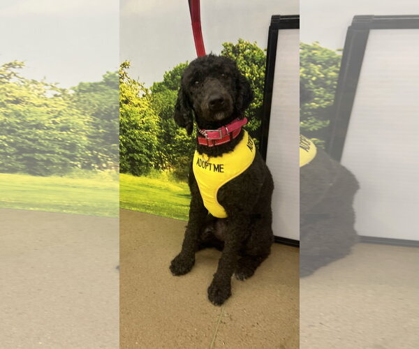 Medium Photo #3 Poodle (Standard) Puppy For Sale in Munford, TN, USA