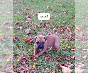 Boxer Puppy for sale in HAWKINSVILLE, GA, USA