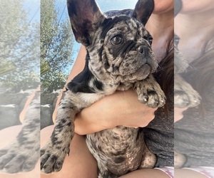 French Bulldog Puppy for sale in HIGHLAND, CA, USA