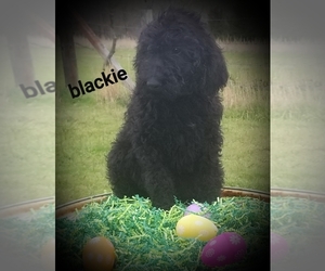 Poodle (Standard) Puppy for sale in STILWELL, OK, USA