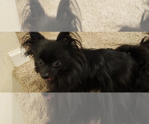 Mother of the Pomeranian puppies born on 01/25/2025