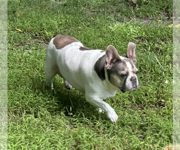 Medium Photo #7 French Bulldog Puppy For Sale in Weston, FL, USA
