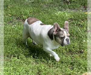 Skylar - Female French Bulldog Dog for Adoption - Photo #7