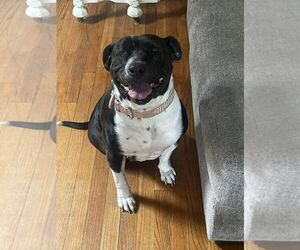 Mutt Dogs for adoption in New York, NY, USA