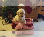 Small Photo #6 Golden Retriever Puppy For Sale in BLUFFTON, IN, USA