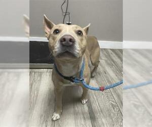 Mutt Dogs for adoption in Redlands, CA, USA